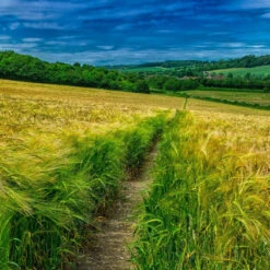 Home County Candle Co. The Buckinghamshire - Cedar & Wild Berries 100ml Reed Diffuser Refill 5 Home County Candle Co. The Buckinghamshire - Cedar & Wild Berries 100ml Reed Diffuser Refill -Campusgifts Shop home county candle co buckinghamshire fragrance range 2