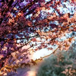 Home County Candle Co. The Kent - Cherry Blossom Soy Candle -Campusgifts Shop home county co kent fragrance range