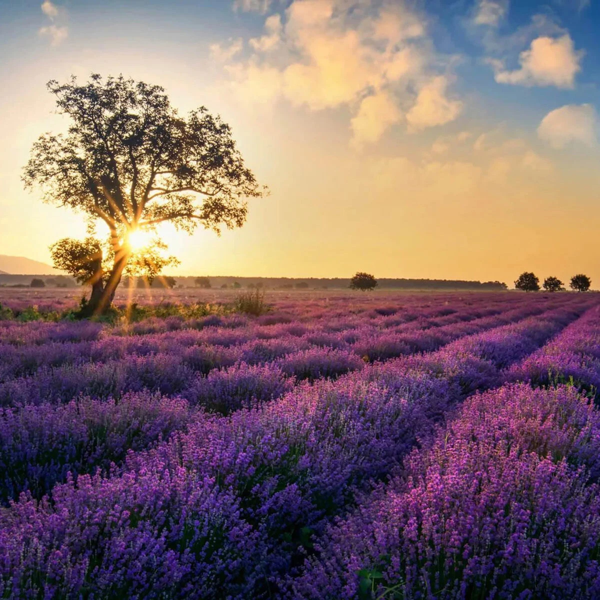 Home County Candle Co. The Norfolk - Lavender Fields Reed Diffuser 4 Home County Candle Co. The Norfolk - Lavender Fields Reed Diffuser - Image 2